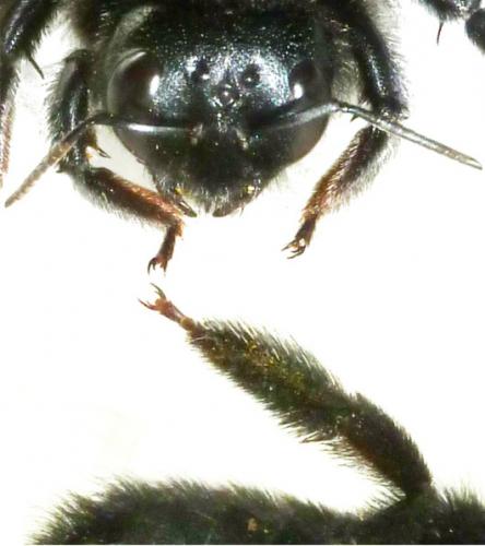Xylocopa violacea